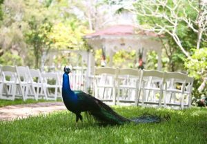 Flamingo Gardens: Outdoor Wedding Fort Lauderdale